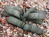 Gasteria elaphiae ex van Jaarsveld
