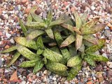 Gasteria liliputana