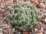 Haworthia bolusii Graaffreinet