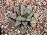 Haworthia comptoniana