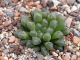 Haworthia cooperi