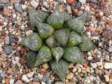 Haworthia emelyae Roiberg Pass