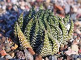 Haworthia glabrescens