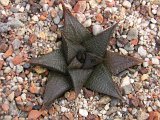 Haworthia koelemaniorum