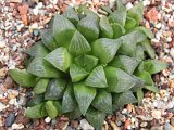 Haworthia magnifica