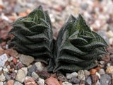 Haworthia nigra W Seekoegat