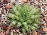 Haworthia planifolia var. sublaevis