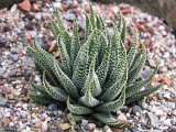 Haworthia pumila Swelendam (ex Cock 1997)