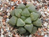 Haworthia pygmaea