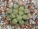 Haworthia pygmaea var. major