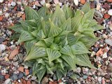 Haworthia retusa cv. Gray Ghost (RSA 1999)