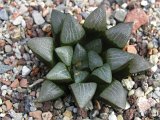 Haworthia spec. Uniondale (correcta)
