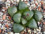 Haworthia springbokvlakensis