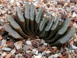 Haworthia truncata
