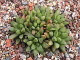 Haworthia turgida (Tomandl)