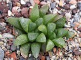 Haworthia turgida var. suberecta