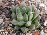Haworthia ventusa TL (ex Craib)