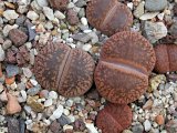 Lithops aucampiae var. koelemannii