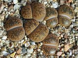Lithops aucampiae var. koelemannii C016 (1)