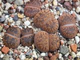 Lithops aucampiae var. koelemannii C016 (2)