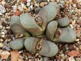 Lithops divergens var. amethystina (1)