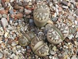 Lithops dorotheae C124 (1)