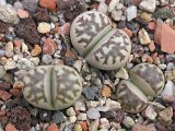 Lithops dorotheae C124 (2)