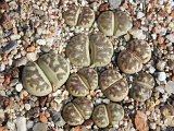 Lithops dorotheae C300