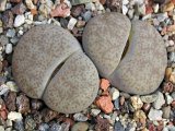 Lithops gracilidelineata