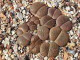 Lithops hookeri var. subfenestrata C156