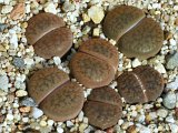 Lithops hookeri var. subfenestrata f. bruneoviolacea C019