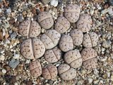 Lithops karasmontana