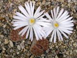 Lithops karasmontana ssp. eberlanzii