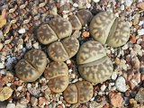 Lithops karasmontana subsp. bella