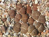 Lithops lesliei Kimberly C014
