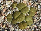 Lithops lesliei f. albinica C036a