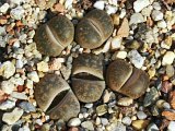 Lithops lesliei var. minor C006