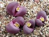 Lithops optica cv. Rubra