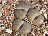 Lithops pseudotruncatella