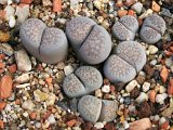 Lithops verruculosa var. glabra C177