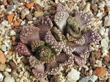 Titanopsis calcarea LMP 1575