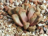 Titanopsis hugo-schlechteri