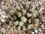 Titanopsis hugo-schlechteri var. alboviridis SB 1343