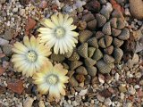 Titanopsis primosii PV787