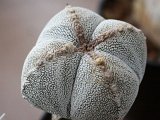 Astrophytum Vystava v Kvetne zahrade 2012