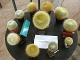 Expozice rodu Brazilicactus - Vera Dupalova