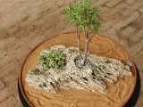 Sukulentni bonsaje Frantisek Knichal (4)