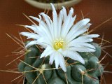 Thelocactus