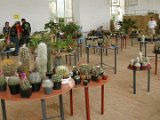 Vystava v Kvetne zahrade 2004 (4)