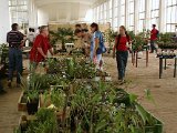 Vystava v Kvetne zahrade 2004 - prodej rostlin